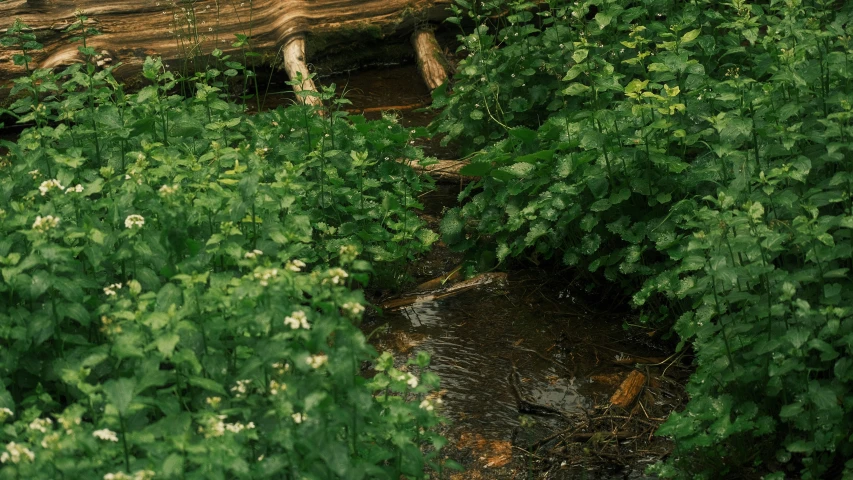 trees near a path and water running through them