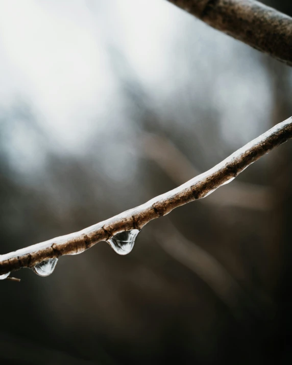 drops of water hanging from a nch during the day