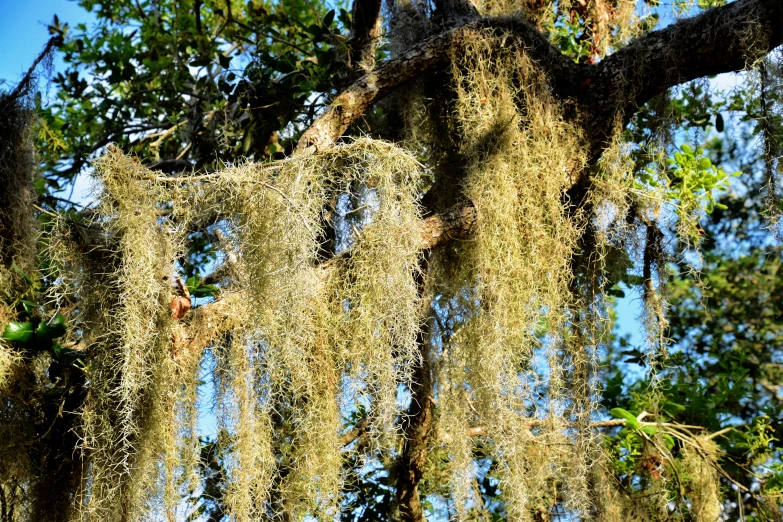 moss covered tree limbs in front of trees