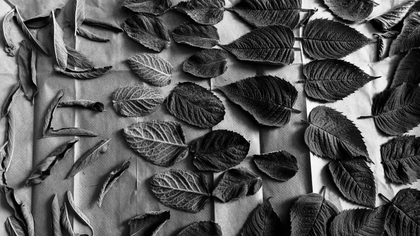 a black and white po of leaves