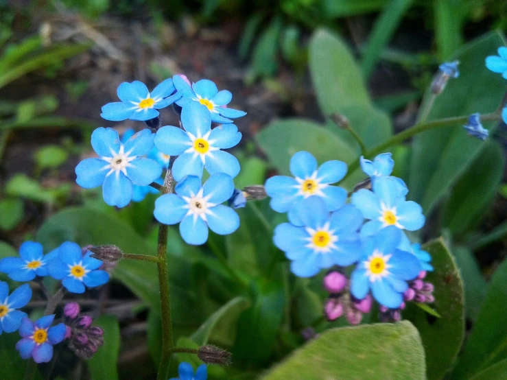 a group of tiny blue flowers that are next to some green leaves