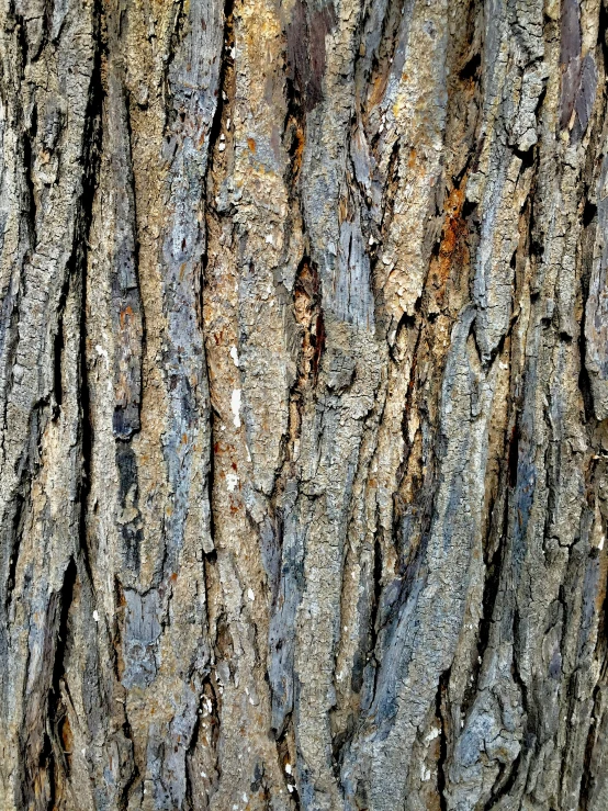 the trunk of a tree that is looking bark