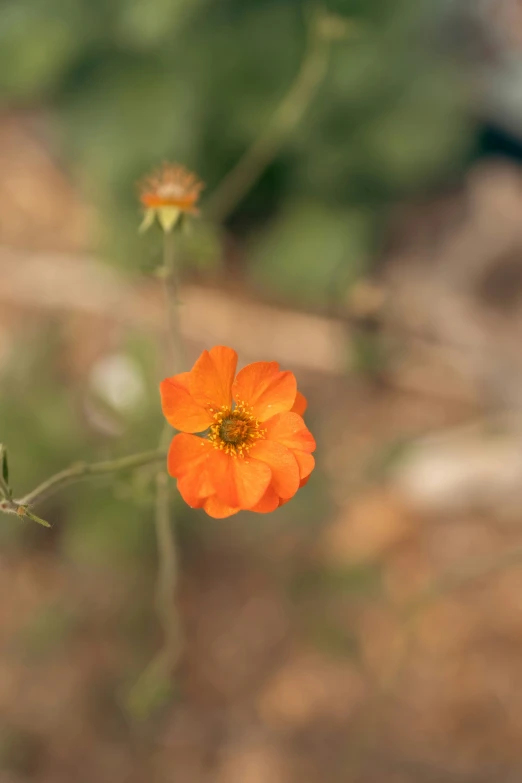 a single flower is growing inside of a forest