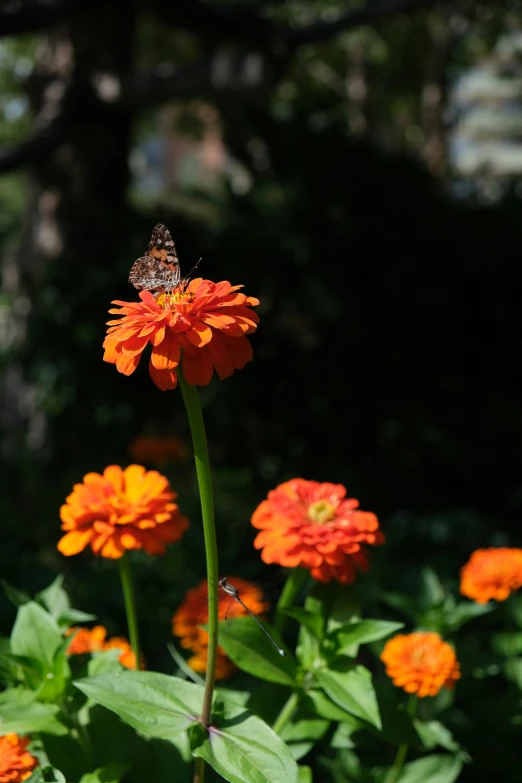 a small insect on an orange flower outside