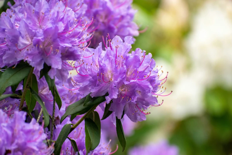 a close up of purple flowers with blurred background