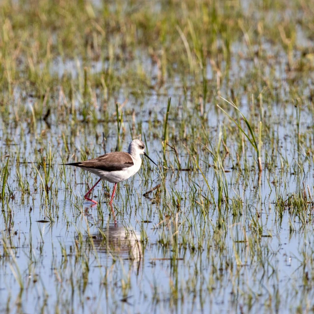 a brown and white bird is in a body of water