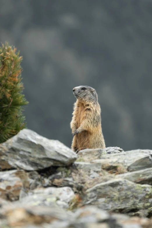 the marmot is sitting on a rock looking off into the distance