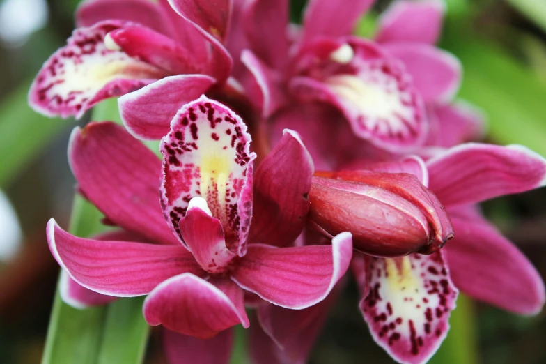 purple flower with white stripes with dark spots