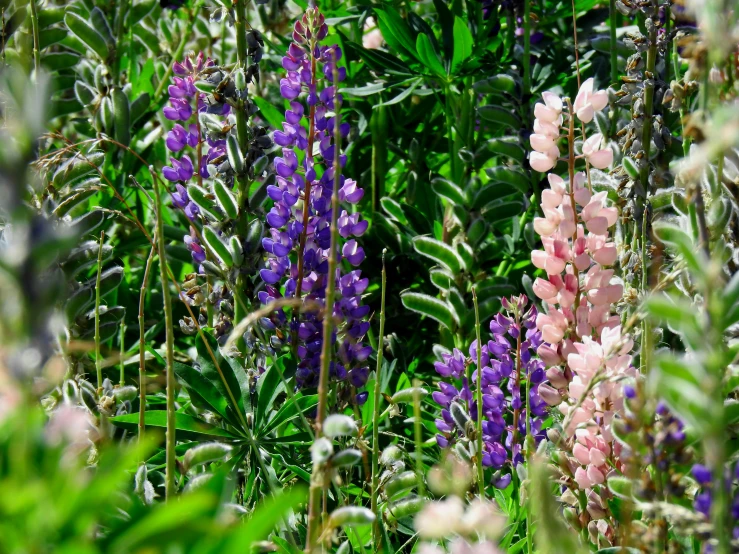 pink, white and purple flowers in the midst of green foliage