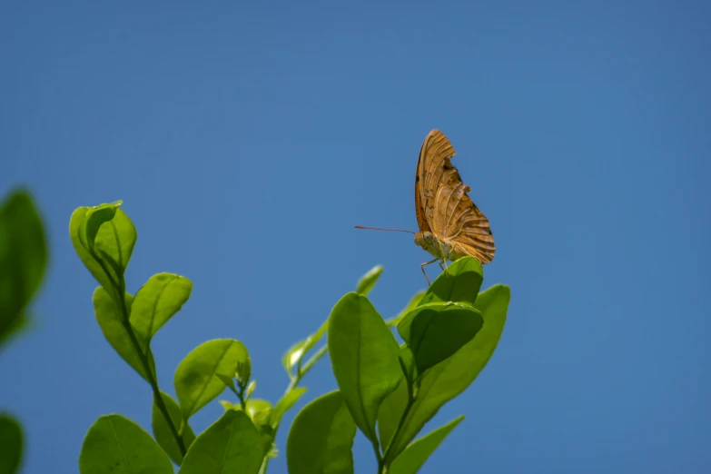 an orange and brown erfly is sitting on top of a leaf