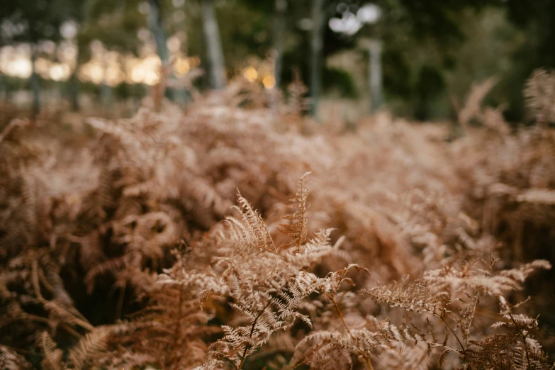 some long grasses and trees in the background