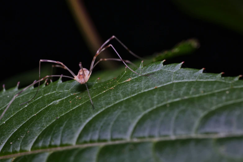 a close up view of an anteceempta spider crawling on a leaf