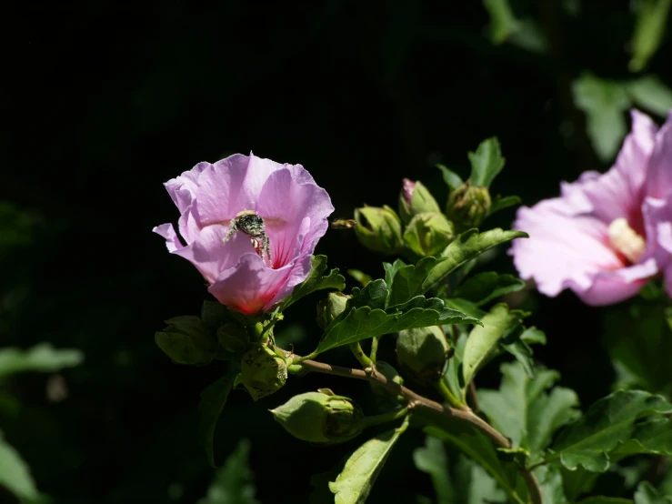 a fly resting on a pink flower next to leaves