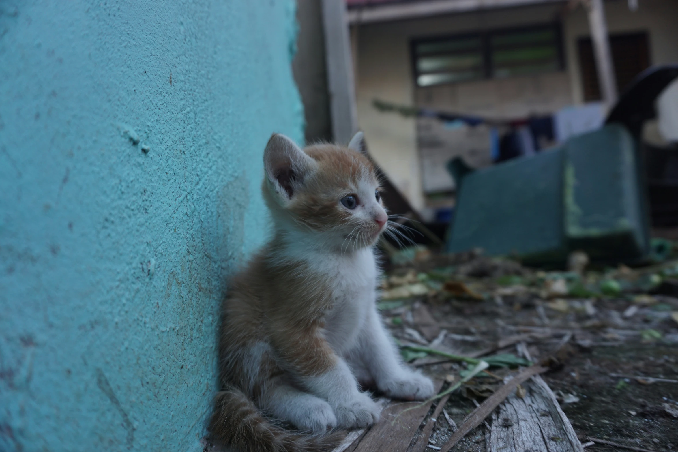 an orange kitten is sitting on the ground next to a wall