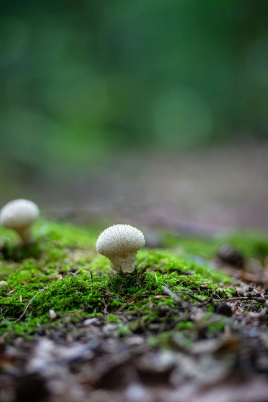 two mushrooms that are on the ground