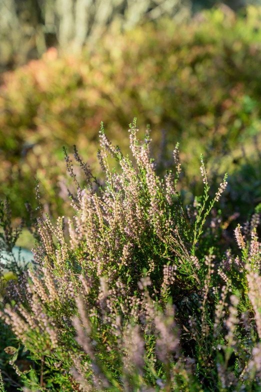 a view of the leaves and flowers in a field