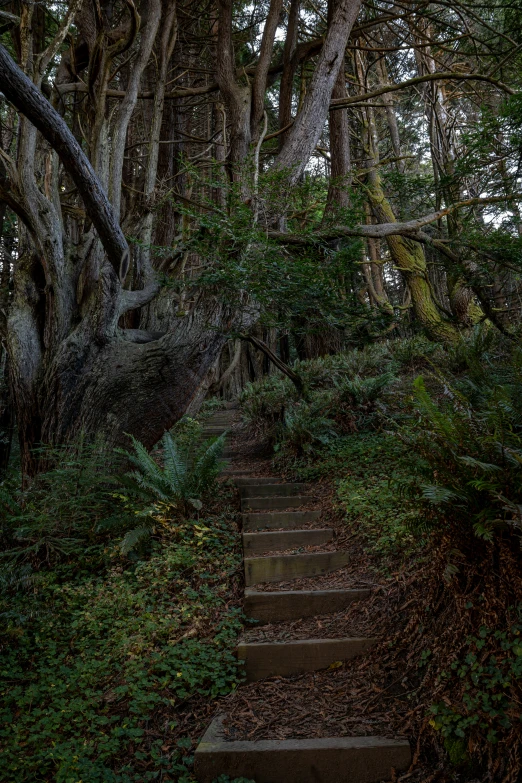 a stone path in the woods with trees