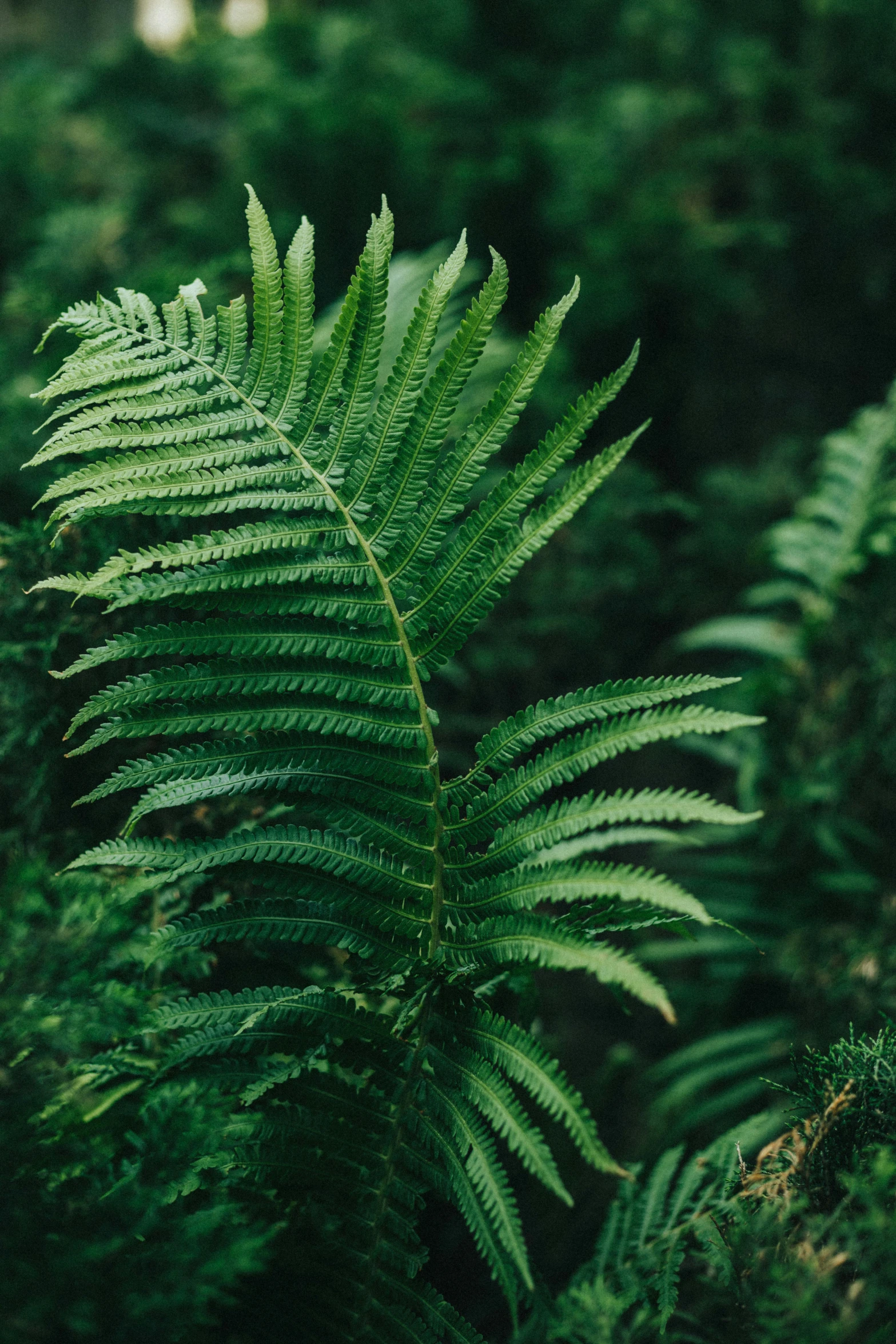 a plant with long, thin leaves, with green foliage in the background