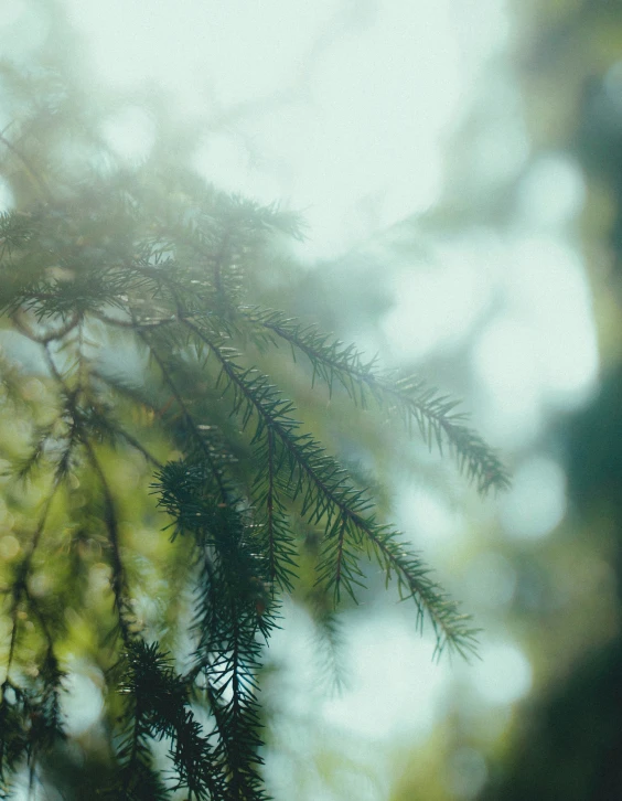 a close - up image of leaves on a tree nch