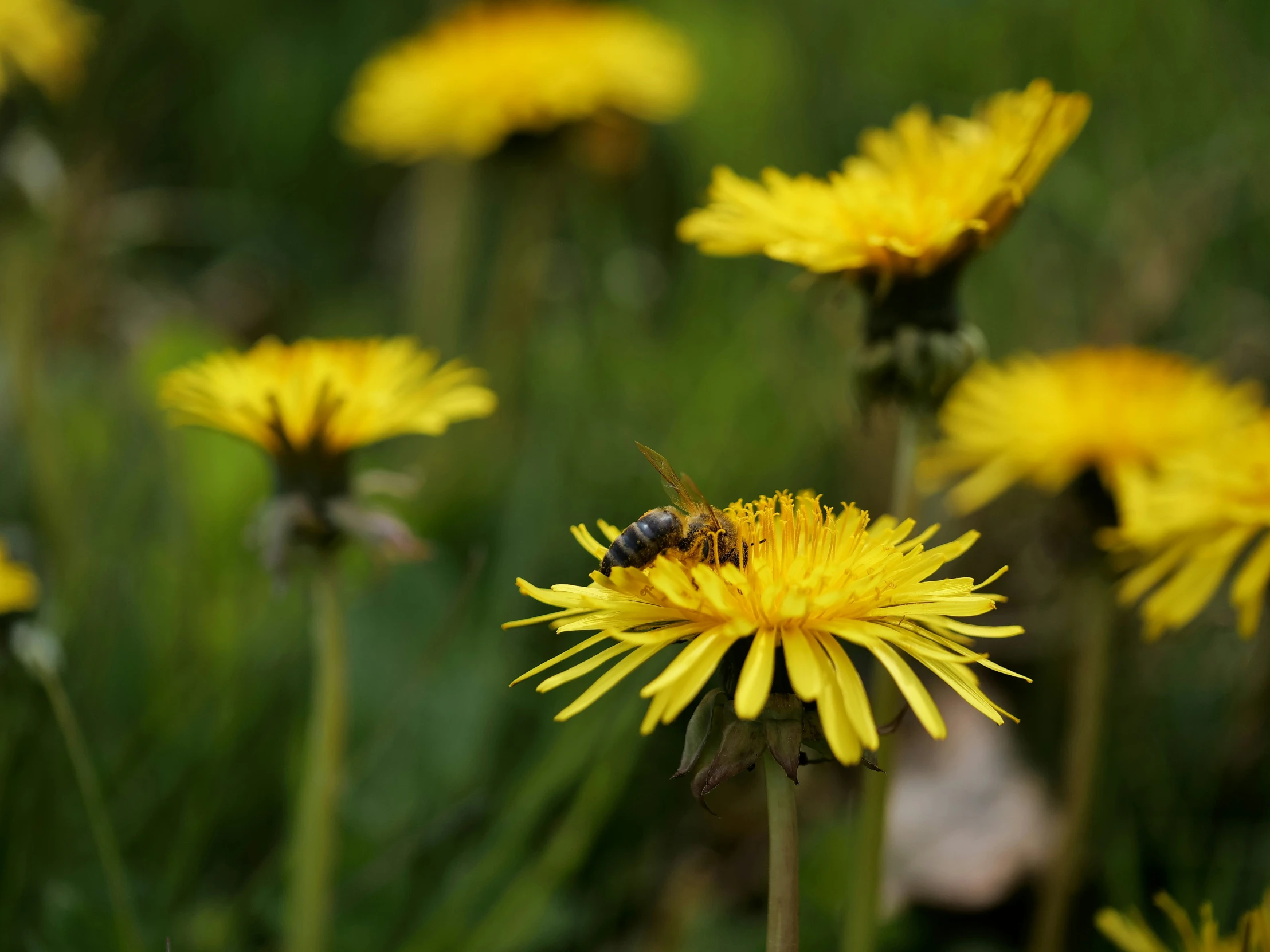 a small bee sitting on the flower on a sunny day