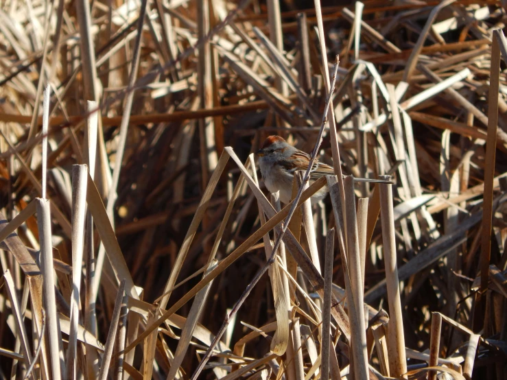 an area with wooden sticks, weeds, and small bird sitting in it