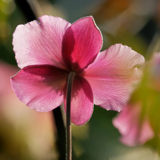 a pink flower is in the foreground, and a blurry background