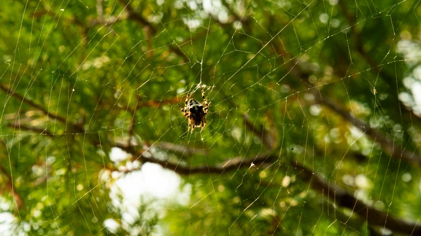 spider with yellow and black web on tree nch