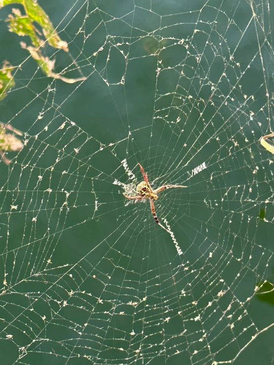 a spider sitting in the center of its web on top of a body of water