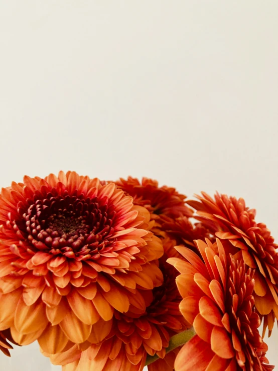 a close - up view of a vase filled with orange flowers