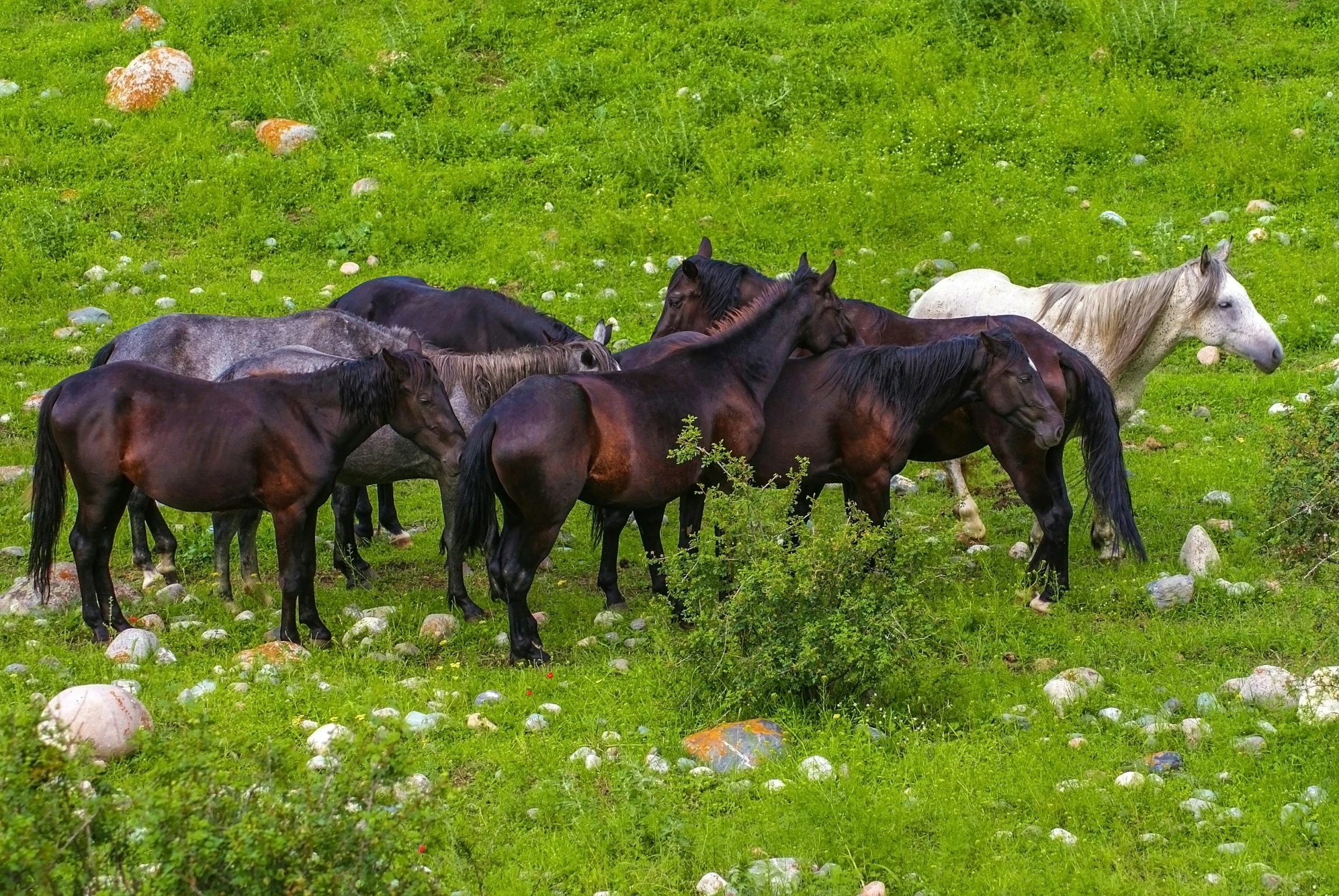 five horses in the field in the summer