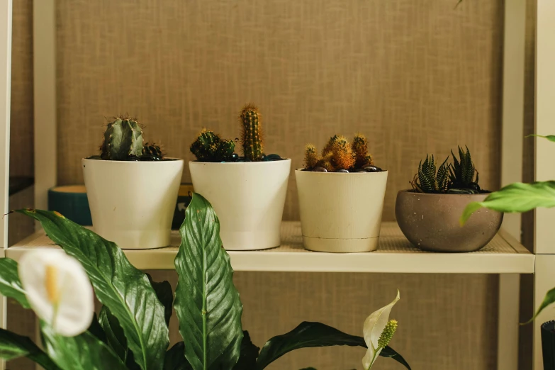 several pots filled with plants on a shelf