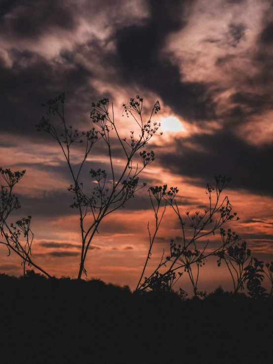 tree nches against a cloudy sky at night