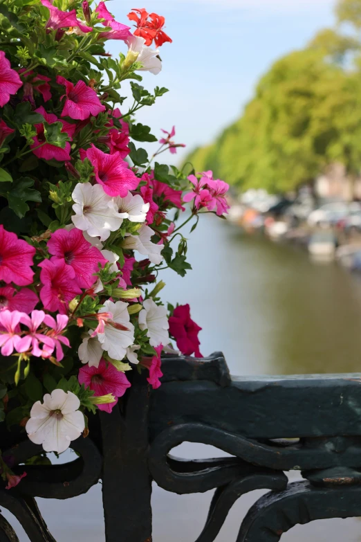 pink and white flowers growing on an iron bench near a waterway