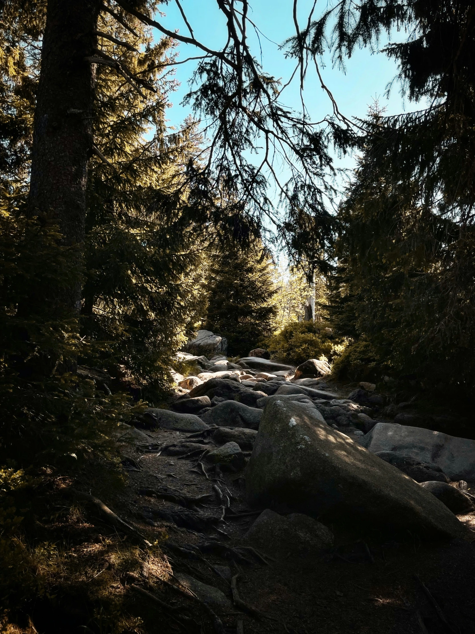 a bunch of trees that are in some bushes