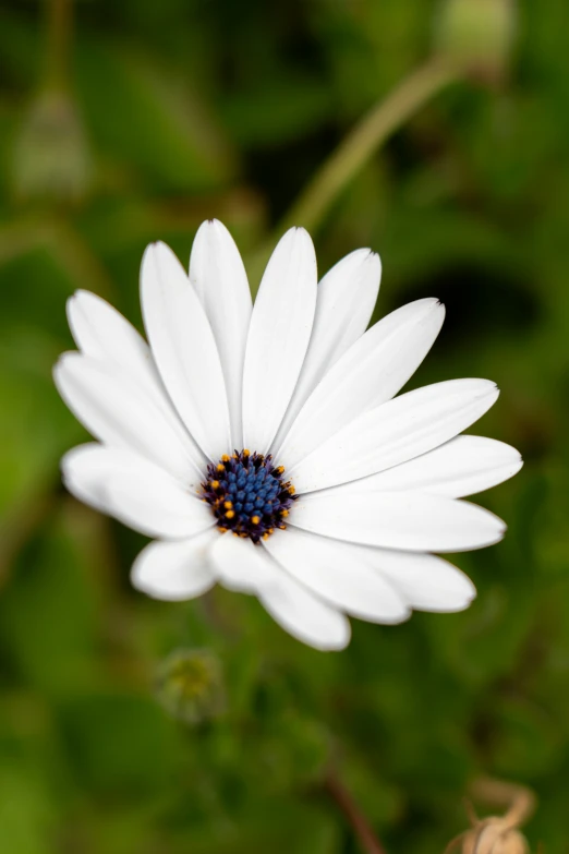 the blue spot is on top of the white flower