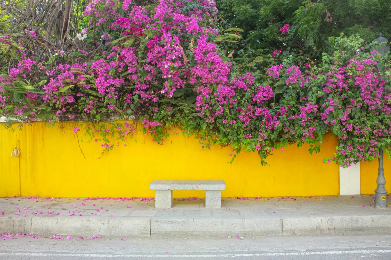 a bench is next to a yellow wall and some purple flowers