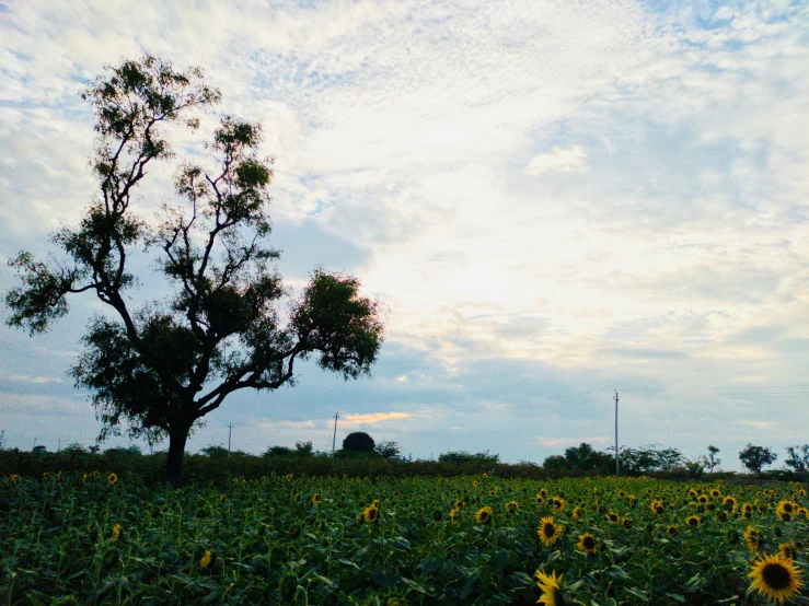 sunflowers in a field under a blue cloudy sky