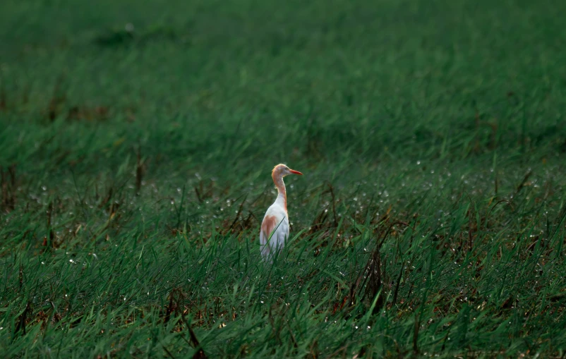 there is a small bird standing in the grass