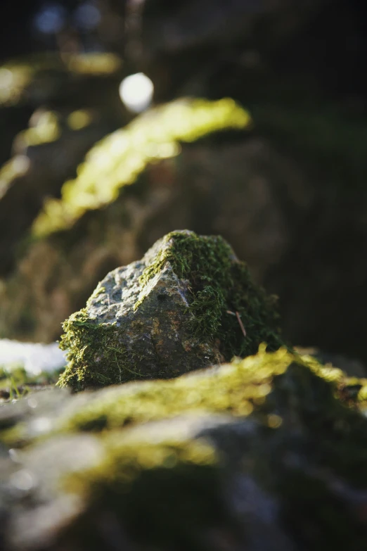 a mossy rock that is growing on it