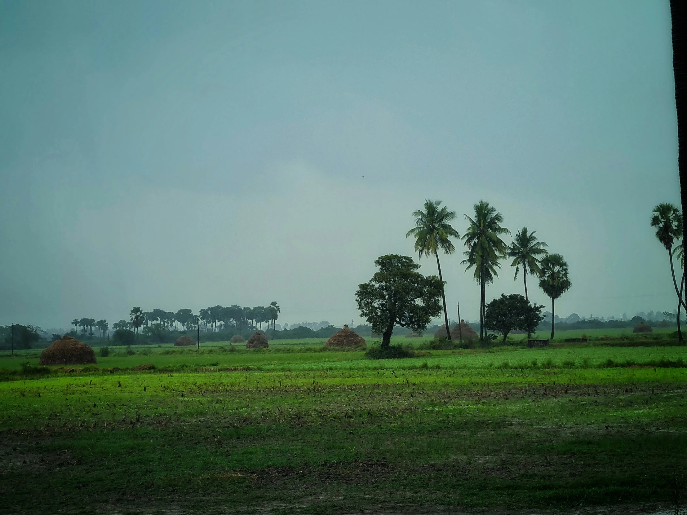 many trees stand on the land and in the distance are grassy areas