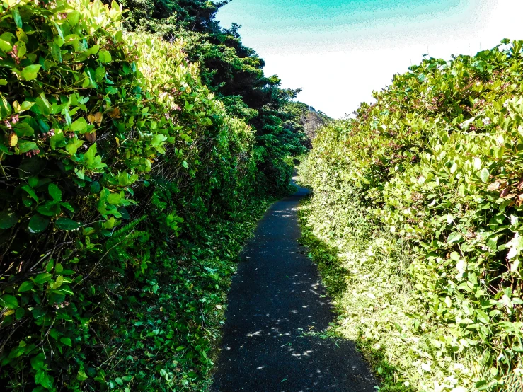 a path winding through the bushes and grass