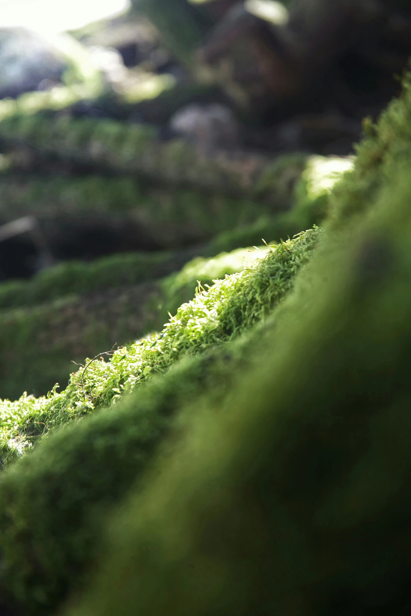 an abstract picture of moss growing on the top of trees