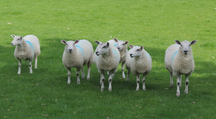a herd of sheep standing next to each other on a lush green field