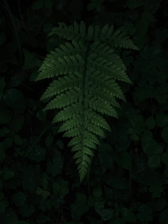 a fern plant with lots of green leaves growing on it