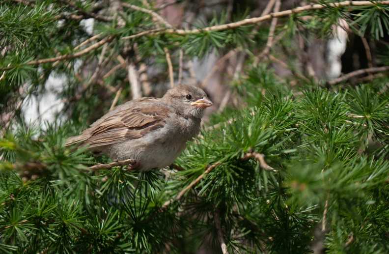 a bird that is sitting in a tree