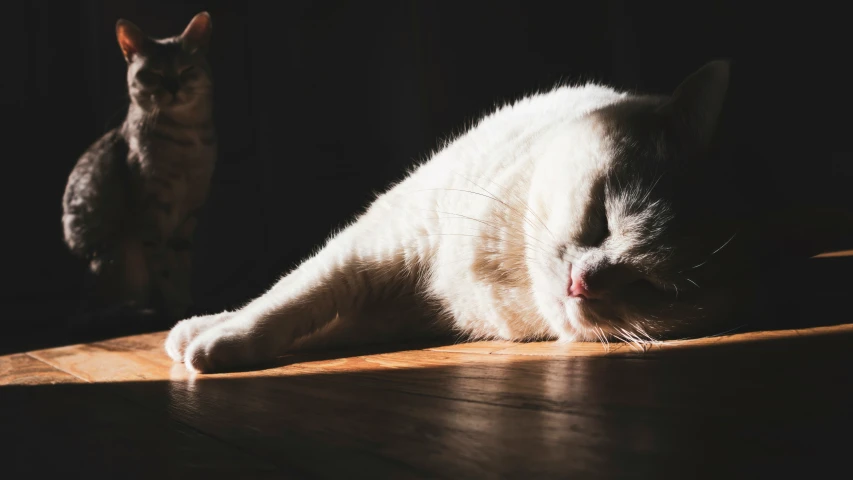 a white and grey cat sitting on the floor