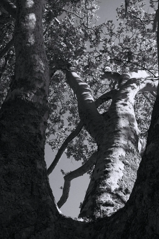 black and white view from below of an old tree