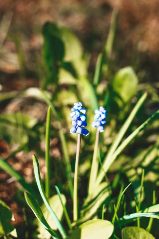 two small blue flowers grow in a green grassy field