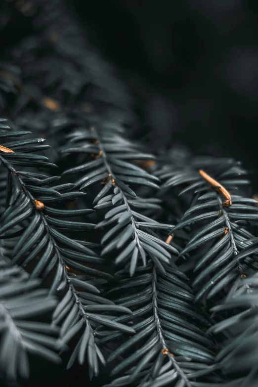 close - up po of green pine leaves