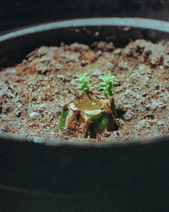 a green plant that is growing out of dirt